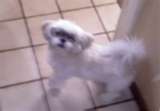 PERDU Petit chien blanc-gris  Liege (Vennes)