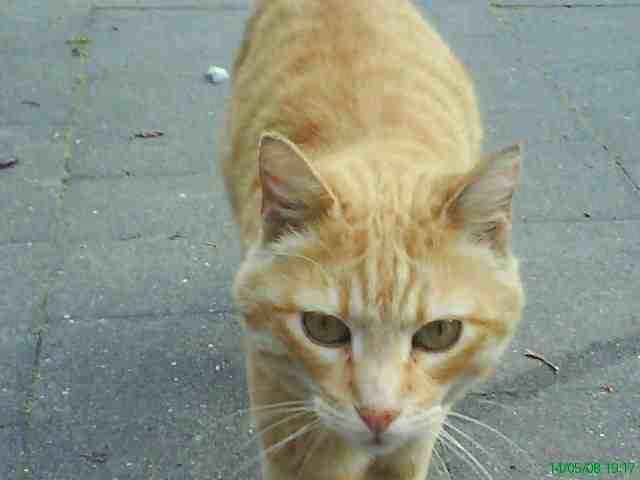 trouv chat roux quartier collge St-Michel