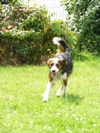 hond verdwenen op 11/08/2008 te Bierbeek