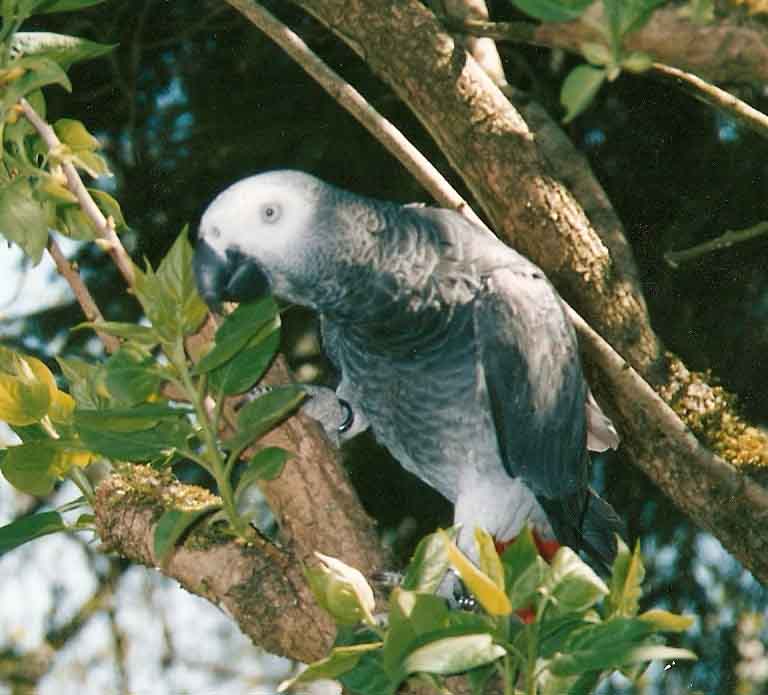 PERDU perroquet Gris du Gabon  LOYERS