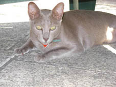 Clara, chatte siamoise orientale grise disparue