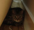 kattin gevonden / Madou Brussel / 18 juni