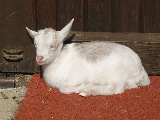 jeune chèvre crème et blanche de 4 mois