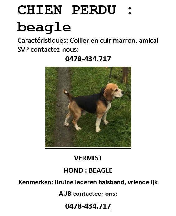beagle perdu / beagle verloren