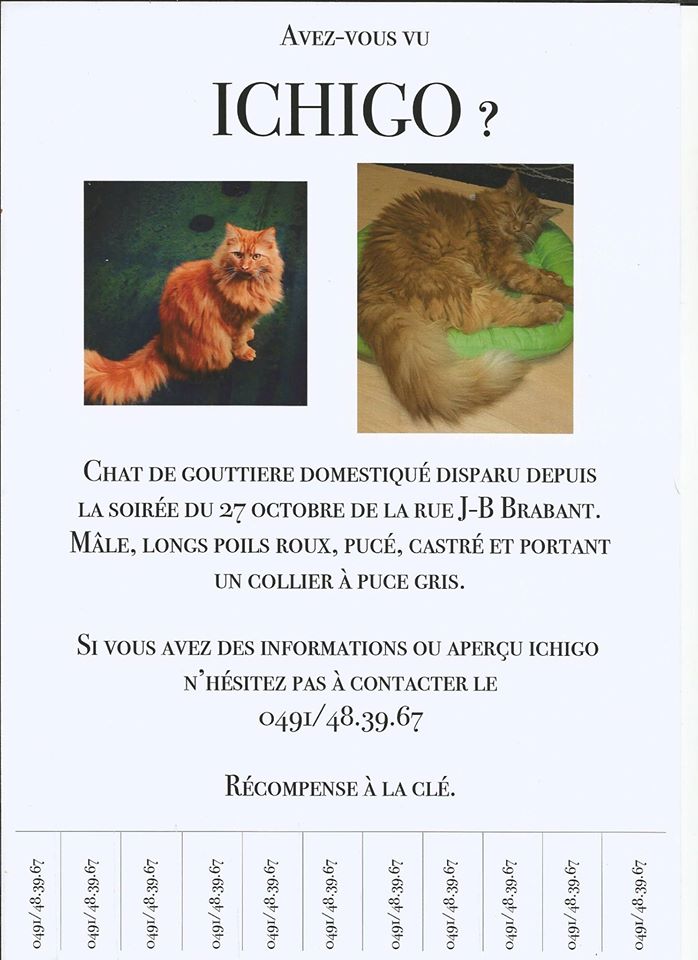 Perdu chat roux poil long Namur
