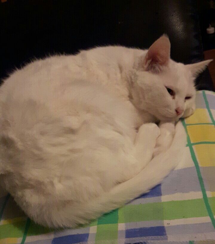 Perdu chatte blanche