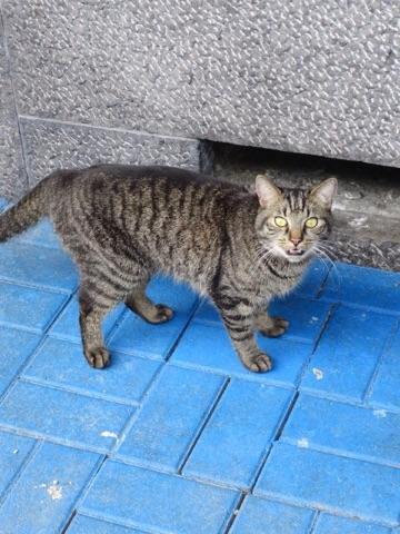 Chat tigré gris trouvé Bruxelles centre