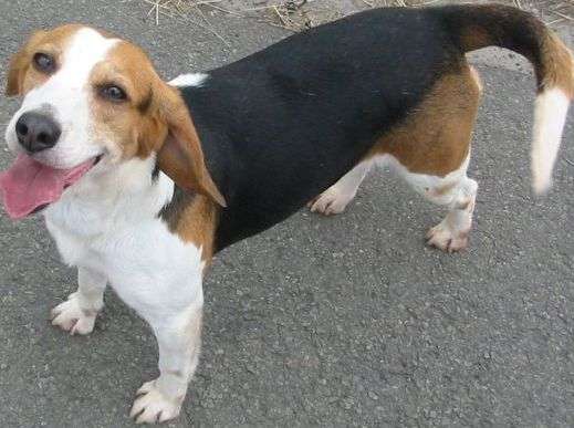 beagle (2/09) verloren te dilbeek