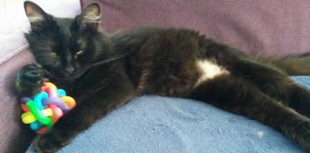 Perdu chat noir, femelle, le 14.03.2017 a Ixelles 1050